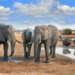 Hwange National Park Zimbabwe