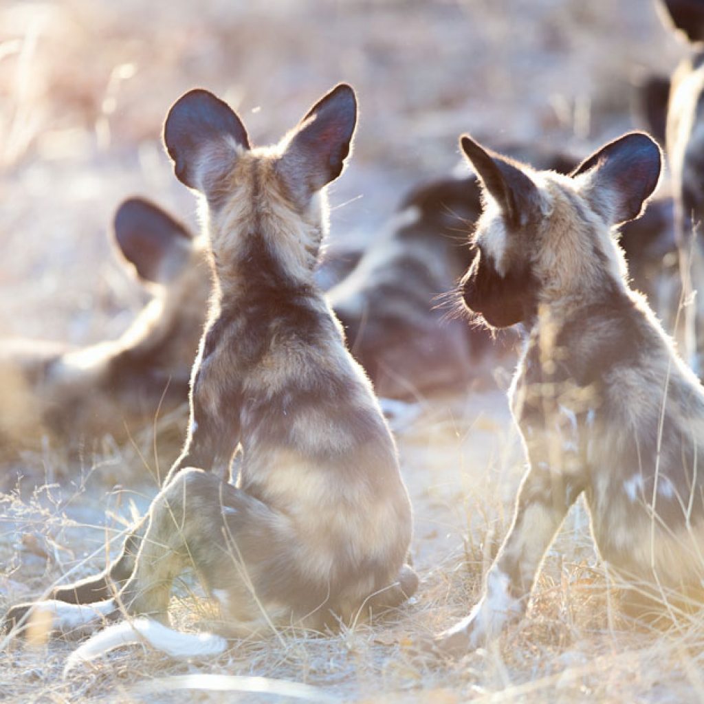 secret safari spots - north luangwa