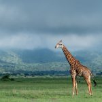 Akagera National Park Rwanda, Vayeni