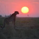 Liuwa Plains Zambia with Vayeni