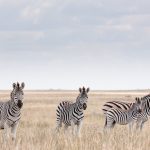 Makgadikgadi Pans Botswana