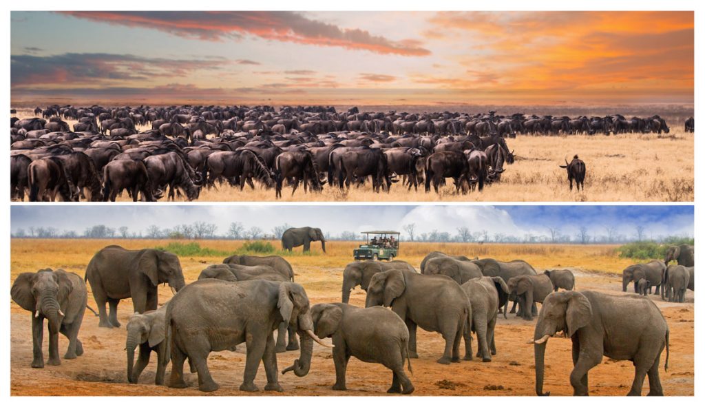 Eastern vs Southern Africa Safari